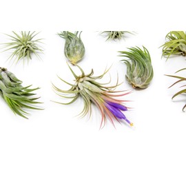 Air Plant Shop 12 Pack Assorted Ionantha Air Plants - Wholesale and Bulk - Succulents - Live Tillandsia - Easy Care Indoor and Outdoor House Plants