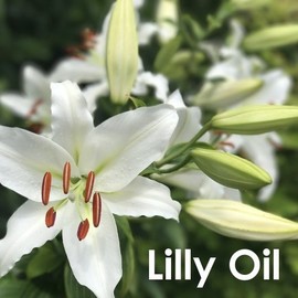 SALVIA Salvia Lilly Oil (Lilium auratum) 100% Natural Pure Undiluted Uncut Carrier Oil 30ml with Dropper