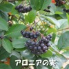 アロニア サプリ アロニア美紫（aronia-BISHI）（北海道産果実使用） 1袋60粒（約1ケ月分）×3袋セット『少量摂取の方向け３ヶ月分セット』