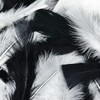 Touch of Nature Turkey Flat Feathers 14GM 4-6" Black/White 1pkg