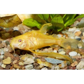 Aquaticblendedfoods ABF Catfish Mix with Soft Bits & Bug Wafers,Garlic,Spirulina,Pleco,Tropical Fish Food ABF368 (3oz)