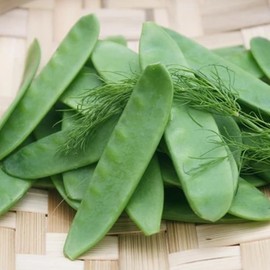 Oregon Giant Pea, Edible Pod (Pisum sativum) Vegetable Seeds, Large Pod, Quick Maturity, Sweet Flavor, High Yields, Cold Hardy, Seeds by MySeeds.Co, You Choose The Amount (1 oz)