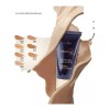 Maquillaje Protector Fps15 Con Células Madre Elija Tono
