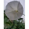 Home Grown 150÷160 Seeds. Datura Stramonium, Jimson Weed, Thorn Apple,Devil's