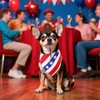 Haakong 4th of July Dog Outfit Patriotic Dog Cowboy Hat