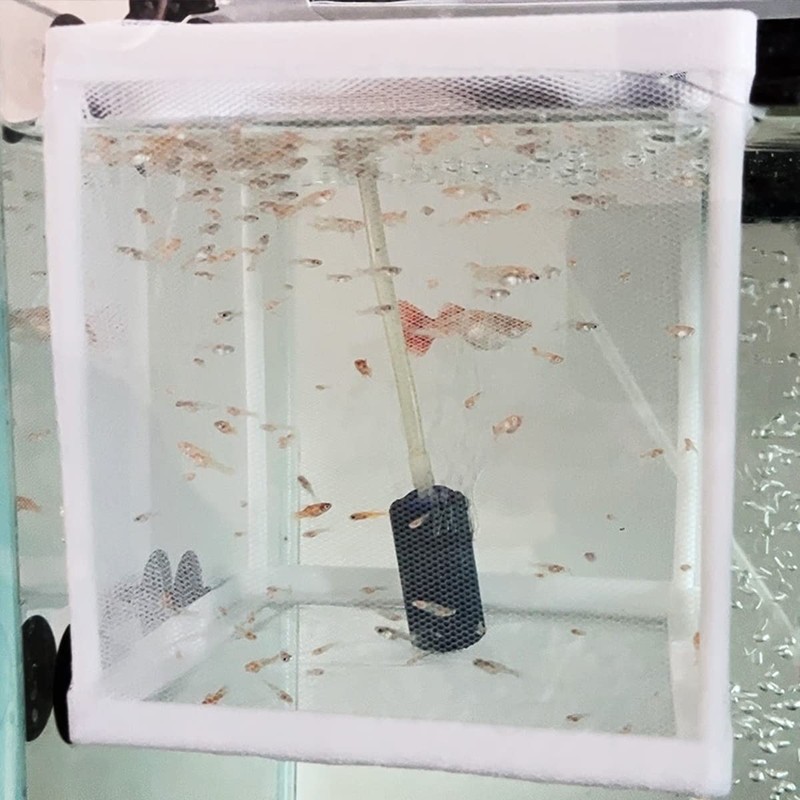 Aquarium Breeding Boxes,CHENKEE 3 pcs Fish Breeder Net Fry Hatchery
