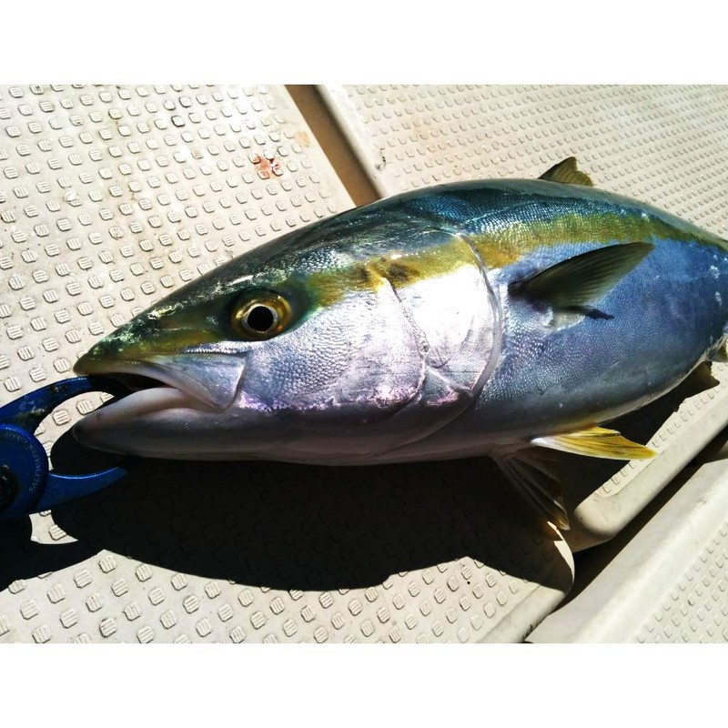 Azzurro Blade II 5.3 oz (150 g) Dragon Zebra Silver