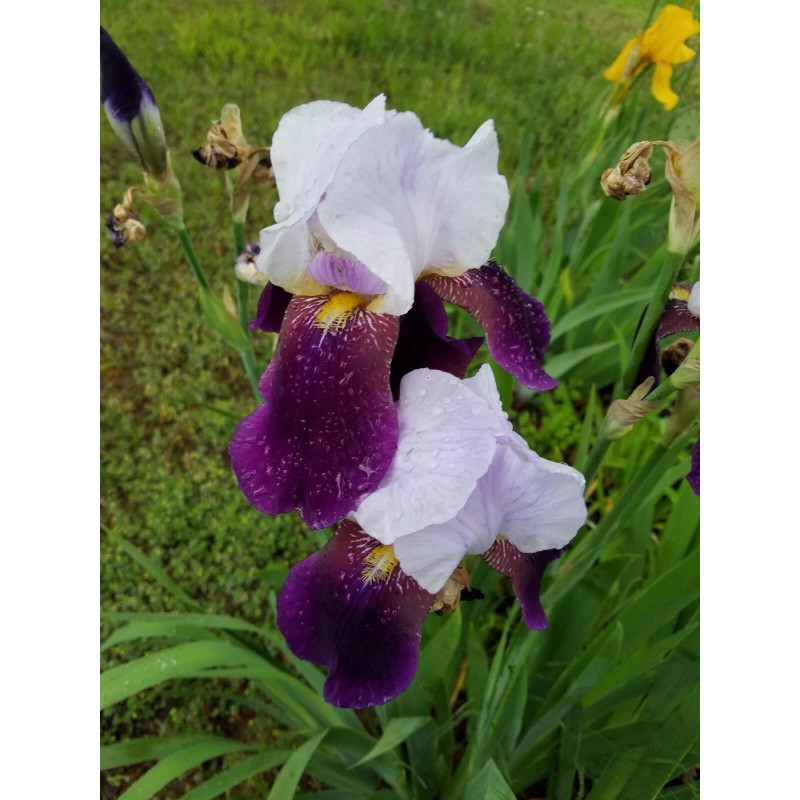 Fresh 6 BEARDED IRIS PLANTS RHIZOMES FRESH MIXED VARIETIES