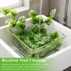 Suncalla Reptile Plants Terrarium Hanging Plants Vines Boston Climbing Terrarium