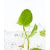 IAIO IOIO Green Mint Pore Cleansing Balm 100ml
