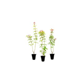 Firebush Firefly I 3 Live Plants I Dwarf Hamelia Patens I Brilliant Red Blooms, Compact Size, Heat and Drought-Resistant, Ideal for Patios and Small Gardens