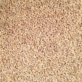 Grain Place Foods | Non-GMO Organic Hulled Barley | Made in USA | 25 lb Bag
