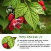 4 oz. Raspberry Leaf Tea Rasberry Leaf Herbs (Rubus Idaeus