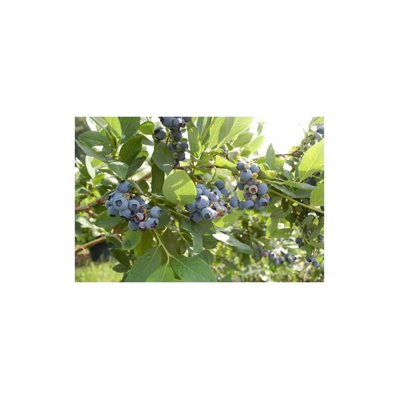 Basfoliar Amino Sl Aminoácidos Con Npk Compo Expert 1 L