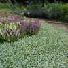 Eden Brothers Dichondra Seeds - Silver Falls