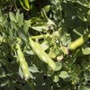 Outsidepride Annual Fava Beans Seeds - 1 lb. High-Protein Forage