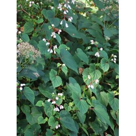 Perennial Farm Marketplace Begonia grandis 'Alba' (Hardy) Perennial, 1 Quart, White Flowers