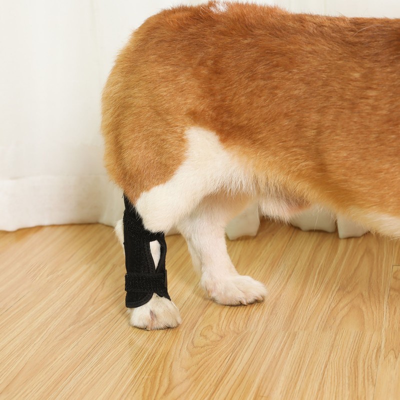 Dog Rear Leg Brace Prevent Licking Fixing Strap Spring Support