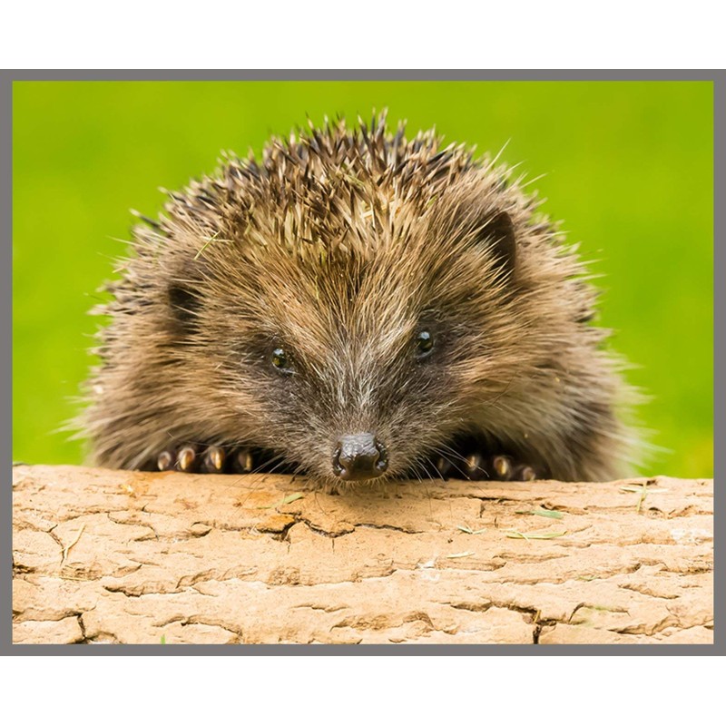 Brainstorm Toys Outdoor Adventure, Camping Projector