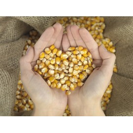 10 Pound of Whole Kernel Corn Animal Food for Ducks, Chickens, Squirrels...they all love it