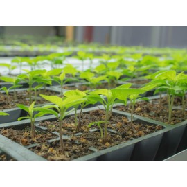 Pepper Joe’s Pepperoncini Golden Greek Pepper Seeds – Pack of 10+ Mild Chili Pepper Seeds – USA Grown – Premium Non-GMO Pepperoncini Seeds for Planting