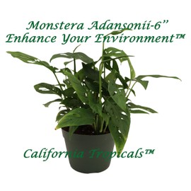 Swiss Cheese Plant - 6'' from California Tropicals