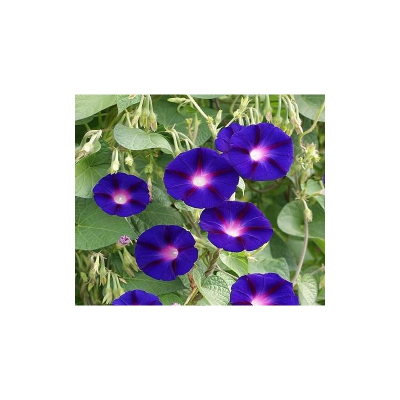 100 Morning Glory Grandpa OTT Purple Flower Seeds