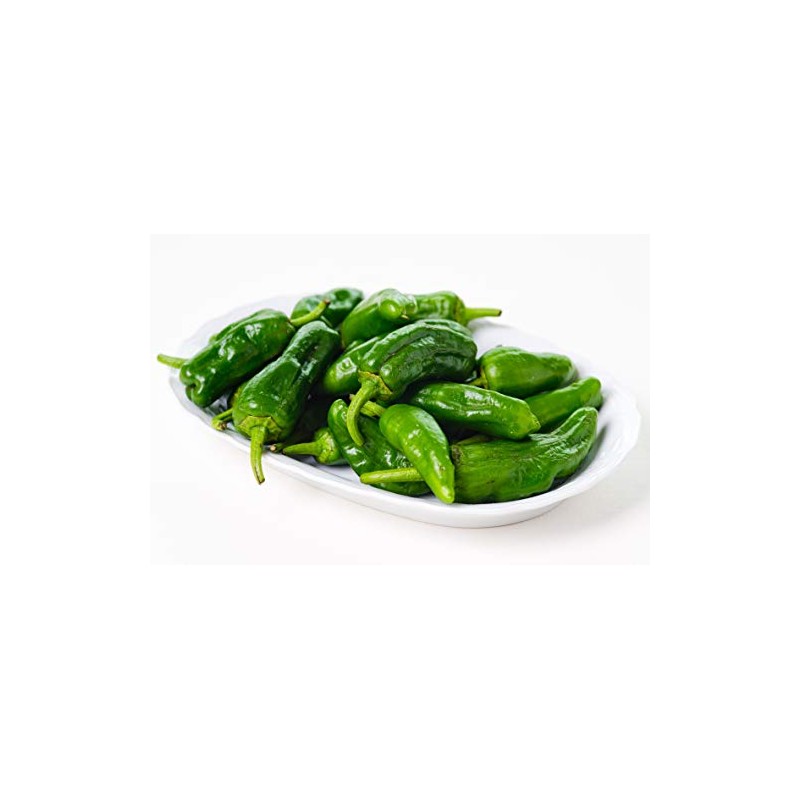 Pimentos De Padron Hot Pepper 10+ Seeds