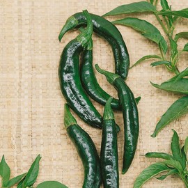Pasilla Bajio Hot Pepper Garden Seeds - 1 Oz - Non-GMO Vegetable Gardening Seed