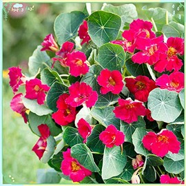 Rare Flower Plant Seeds 30+ Nasturtium Seeds - Baby Rose