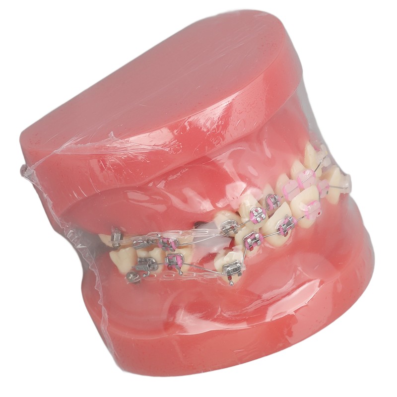 Demonstration Orthodontics Dental Model Disassembled Resin Teeth Model for Teaching