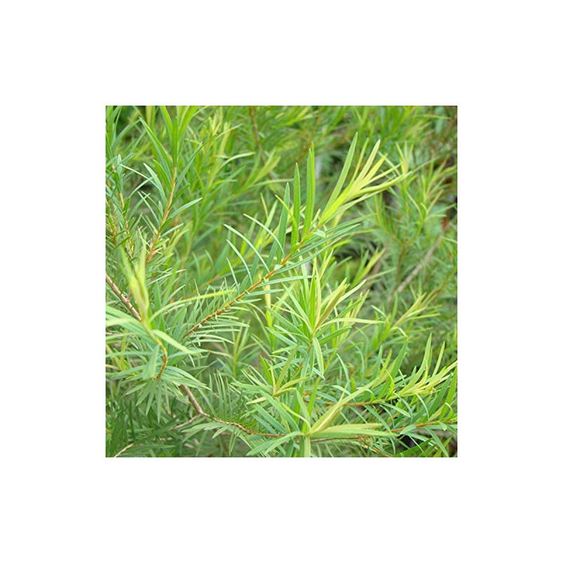 NEAL'S YARD REMEDIES Essential Oil, Tea Tree Organic, 0.4 fl