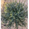 Ilex vomitoria 'Dwarf Yaupon' Holly 'Schillings' 3 Gallon