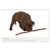 Labrador - Welpen (Tischkalender 2026 DIN A5 quer), CALVENDO Monatskalender: