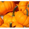 20 Jack Be Little Pumpkin Seeds for Planting Non GMO