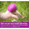 Maani Essence Organic Milk Thistle Tea Bags, 40 Teabags, 3g/Bag