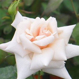 Heirloom Roses Rose Plant - Serendipity Apricot Rose Bush, Hardy Live Plant for Planting Outdoors