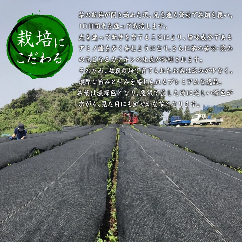 Kanoya Deep Steamed Tea Tenjin (Tenjin) 3.5 oz (100 g),