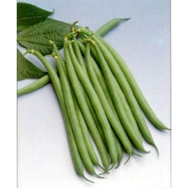 Haricot Verts Petite Filet- Green Bean Seeds- 30+ Seeds by Ohio Heirloom Seeds