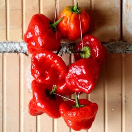 Hot Pepper Seeds - Jamaica Hot Red - 1 Ounce - Vegetable Seeds, Heirloom Seed, Open Pollinated Seed Easy to Grow & Maintain, Container Garden