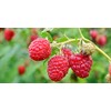 Wild Raspberry Honey - 8 oz, Made in Maine, Organic,