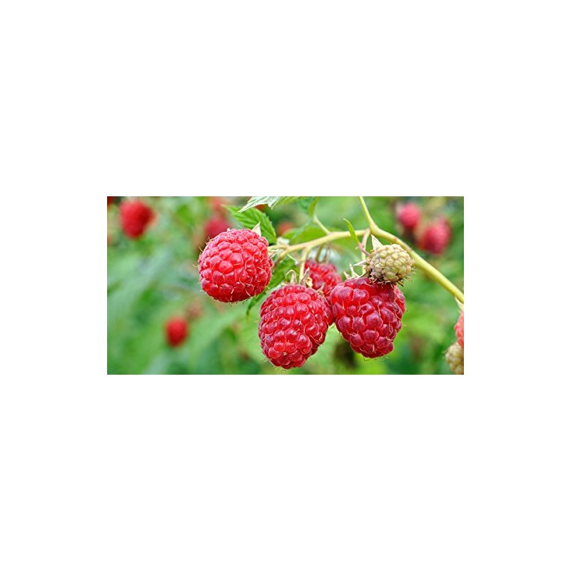 Wild Raspberry Honey - 8 oz, Made in Maine, Organic,