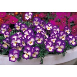 pansy Ultima 50 Pansy Seeds Ultima Radiance Violet Pansy Seeds