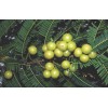 Buy Rare Seeds Phyllanthus emblica | Amla | Indian Gooseberry