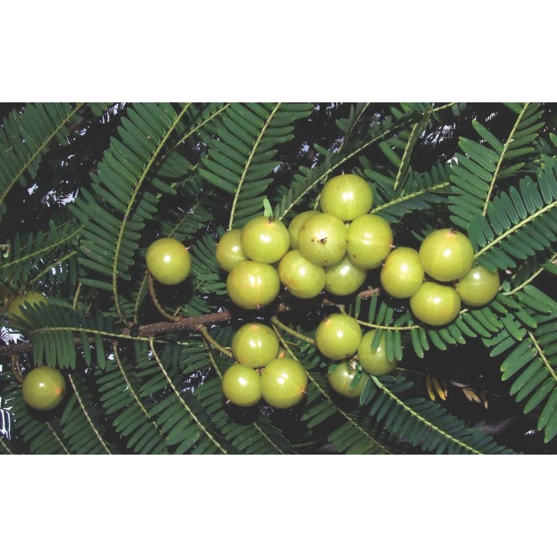 Buy Rare Seeds Phyllanthus emblica | Amla | Indian Gooseberry