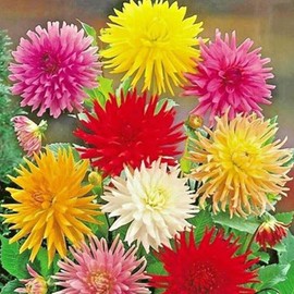 Zinnia Cactus Flowered Mix 0.25 Oz ~976 Seeds – Zinnia elegans – Annual – 75–90 Days – 24–36" Tall – 3–6" Blooms – Non-GMO, Open-Pollinated – Edible Petals – Cut Flower – Pollinator Attractor
