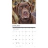 Hunting Labs 2026 12" x 12" Wall Calendar