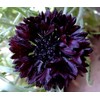 250 Black Ball Purple Bachelor Button Cornflower Flower Seeds