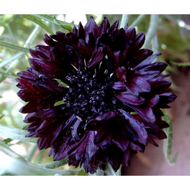 250 Black Ball Purple Bachelor Button Cornflower Flower Seeds