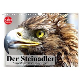Der Steinadler. Majestätischer Greifvogel (Wandkalender 2026 DIN A4 quer), CALVENDO Monatskalender